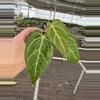 plant/Seed grown anthurium blue papillilaminum x carlablackiae starter plant growers-2-thumbnail