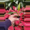 plant/spathoglottis mellow yellow starter plant growers choice-2-thumbnail