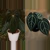 plant/Seed grown anthurium blue papillilaminum x carlablackiae starter plant growers-0-thumbnail