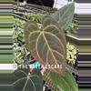 plant/Seed grown anthurium Minahasa X blue papillilaminum starter plant growers choice-0-thumbnail