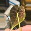 plant/Tri pink wattson corm available-8-thumbnail