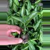 plant/Dieffenbachia Cougar starter plant growers choice-1-thumbnail