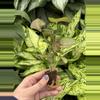 plant/Syngonium Strawberry Cream starter plant growers choice-4-thumbnail