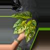 plant/#1008 Monstera adansonii aurea-1-thumbnail