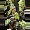 plant/Anthurium Ree Gardens x LongxLongBullet-1-thumbnail