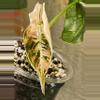 plant/Pink/albo/purple azlannii pup-12-thumbnail