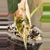 plant/Pink/albo/purple azlannii pup-9-thumbnail