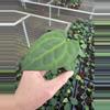 plant/Anthurium ace of spades x dark phoenix starter plant growers choice-2-thumbnail