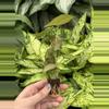 plant/Syngonium Strawberry Cream starter plant growers choice-5-thumbnail