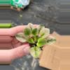 plant/Rob’s argyle socks African violet starter plant growers choice-5-thumbnail