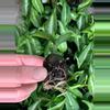 plant/Dieffenbachia Cougar starter plant growers choice-2-thumbnail
