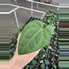 plant/Anthurium ace of spades x dark phoenix starter plant growers choice-1-thumbnail
