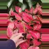 plant/spathoglottis mellow yellow starter plant growers choice-5-thumbnail