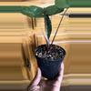 plant/Alocasia Metallica (Growers choice)-1-thumbnail