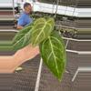 plant/Seed grown anthurium blue papillilaminum x carlablackiae starter plant growers-5-thumbnail