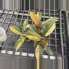 plant/Philodendron Variegated Rojo Congo starter plant growers choice-0-thumbnail