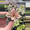 plant/Robs hallucination African Violet starter growers choice-0-thumbnail
