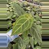 plant/Seed grown anthurium Minahasa X blue papillilaminum starter plant growers choice-1-thumbnail