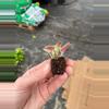 plant/Rob’s argyle socks African violet starter plant growers choice-6-thumbnail