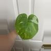 plant/Monstera Thai Constellation Cutting-0-thumbnail