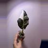 plant/✨Alocasia Regal Shield Albo/Pink/Purple✨-0-thumbnail