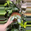 plant/Variegated Silver Sword-0-thumbnail