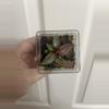 plant/Philodendron Red Sun-0-thumbnail