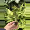 plant/Syngonium Strawberry Cream starter plant growers choice-3-thumbnail