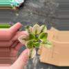 plant/Rob’s argyle socks African violet starter plant growers choice-2-thumbnail