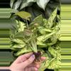 plant/Syngonium Strawberry Cream starter plant growers choice-6-thumbnail