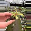 plant/Philodendron Variegated Rojo Congo starter plant growers choice-1-thumbnail