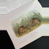 plant/Audubon Mammals Coffee Table Book-7-thumbnail