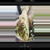 plant/Pink/albo/purple azlannii pup-0-thumbnail