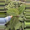 plant/Seed grown anthurium Minahasa X blue papillilaminum starter plant growers choice-2-thumbnail