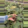 plant/Seed grown anthurium Minahasa X blue papillilaminum starter plant growers choice-5-thumbnail