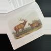 plant/Audubon Mammals Coffee Table Book-4-thumbnail