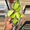 plant/Large argintina princess Hoya-3-thumbnail