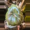 plant/Pink/albo/purple azlannii pup-14-thumbnail