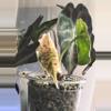 plant/Pink/albo/purple azlannii pup-2-thumbnail