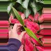 plant/spathoglottis mellow yellow starter plant growers choice-1-thumbnail
