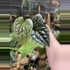 plant/Small Platinum Anthurium Luxurians-0-thumbnail