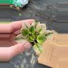 plant/Rob’s argyle socks African violet starter plant growers choice-1-thumbnail