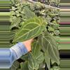 plant/Seed grown anthurium Minahasa X blue papillilaminum starter plant growers choice-3-thumbnail