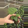 plant/Anthurium ace of spades x dark phoenix starter plant growers choice-6-thumbnail