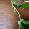plant/Paraiso Verde Philodendron-1-thumbnail