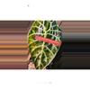 plant/Tri pink wattson corm available-4-thumbnail