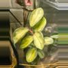 plant/Large argintina princess Hoya-2-thumbnail