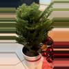 plant/Norfolk Pine-0-thumbnail