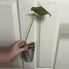 plant/Monstera Thai Constellation Cutting-1-thumbnail