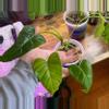 plant/Philodendron deflexum-0-thumbnail